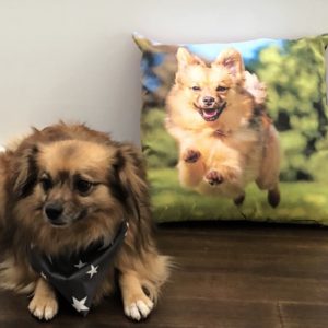 Pet picture cushions