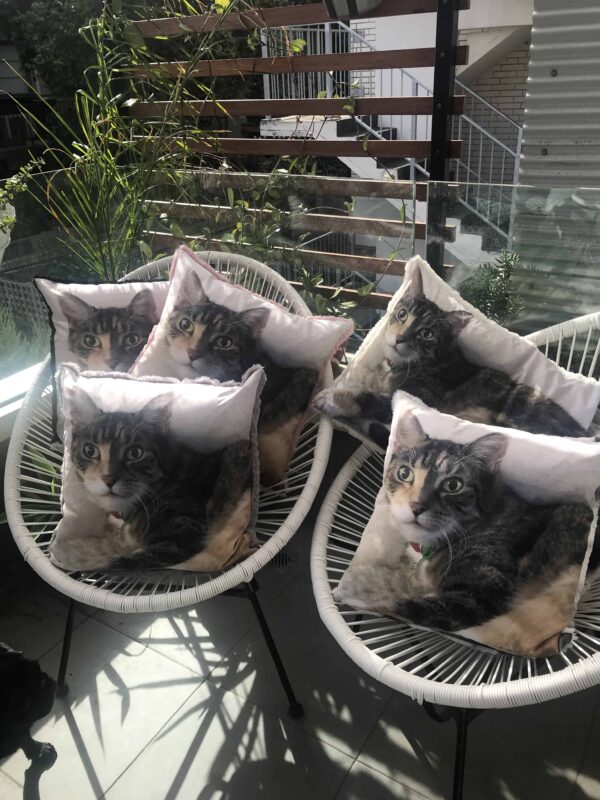Cat Memorial Australia