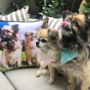 Meet Ceba & Rhanni | Pet Pillow