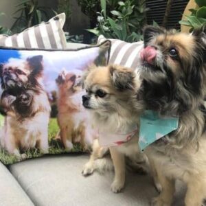Pet Photo Cushions and Pillows