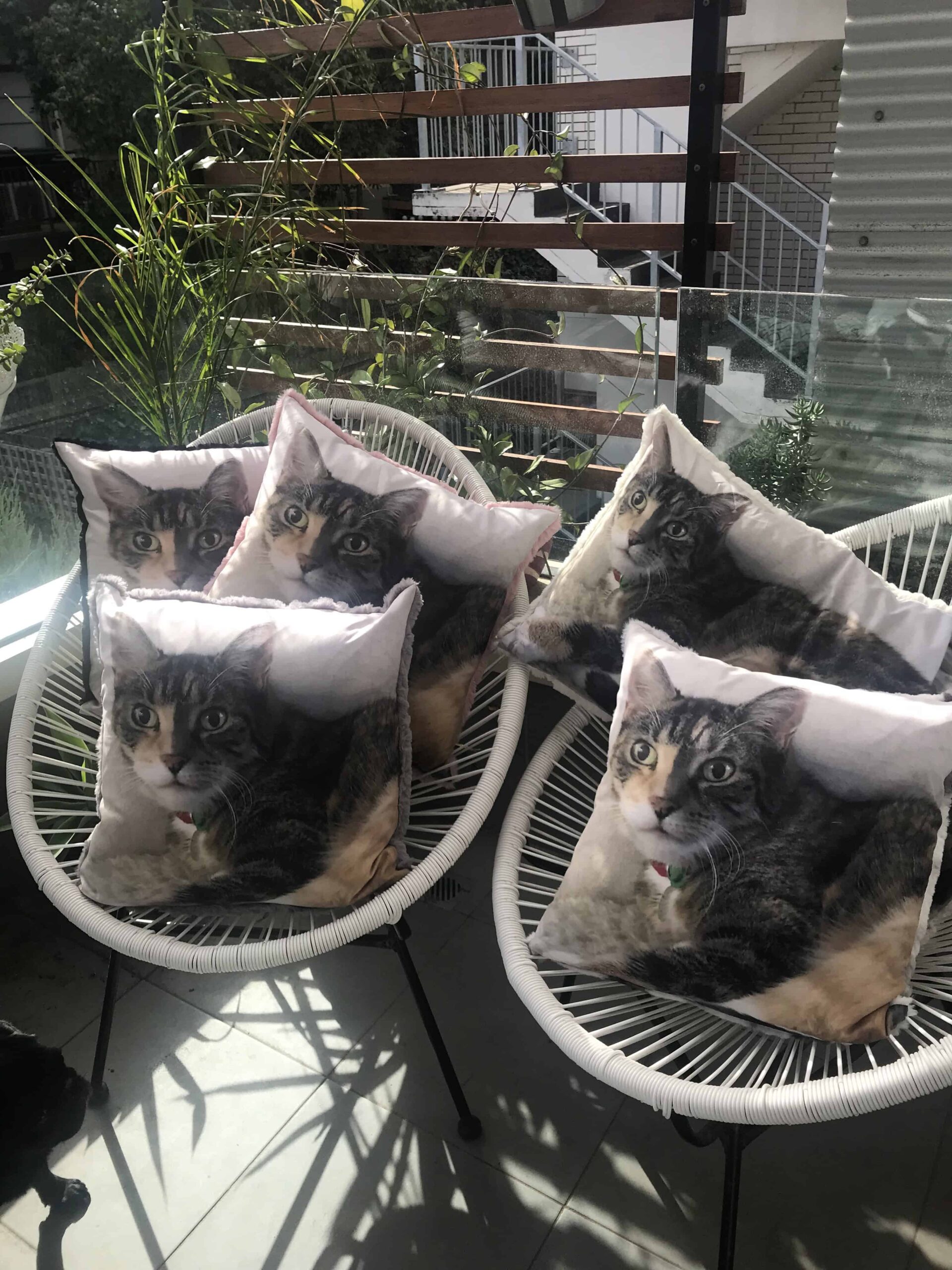 Pet Photo Pillows - Image 4