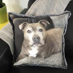 Custom Pet Photo Cushion - Staffy