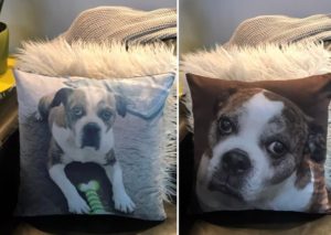 Pet Photo Pillows Australia