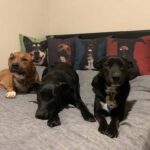 Dog Photo Pillows