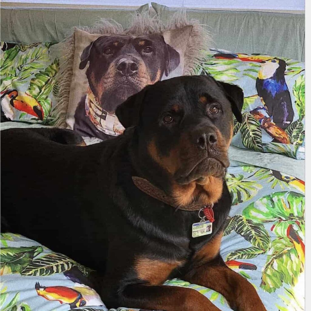 Custom Pet Photo Cushions Keepsakes