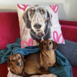 Pet Memorial Gifts Australia