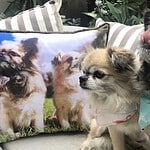 Pet Pillow Australia Melbourne
