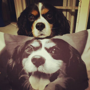 Custom Pet Pillow. Photo cushions of your pet