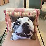 Custom Pet Pillows Australia. Photo cushions of your beloved pet.