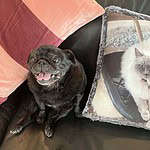 Pet Keepsakes Australia. Personalised photo cushions and pillows.