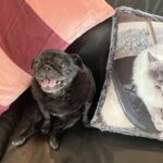 Pet Keepsakes Australia. Personalised photo cushions and pillows.
