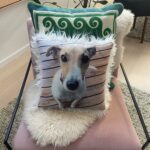 Pet Remembrance Gifts